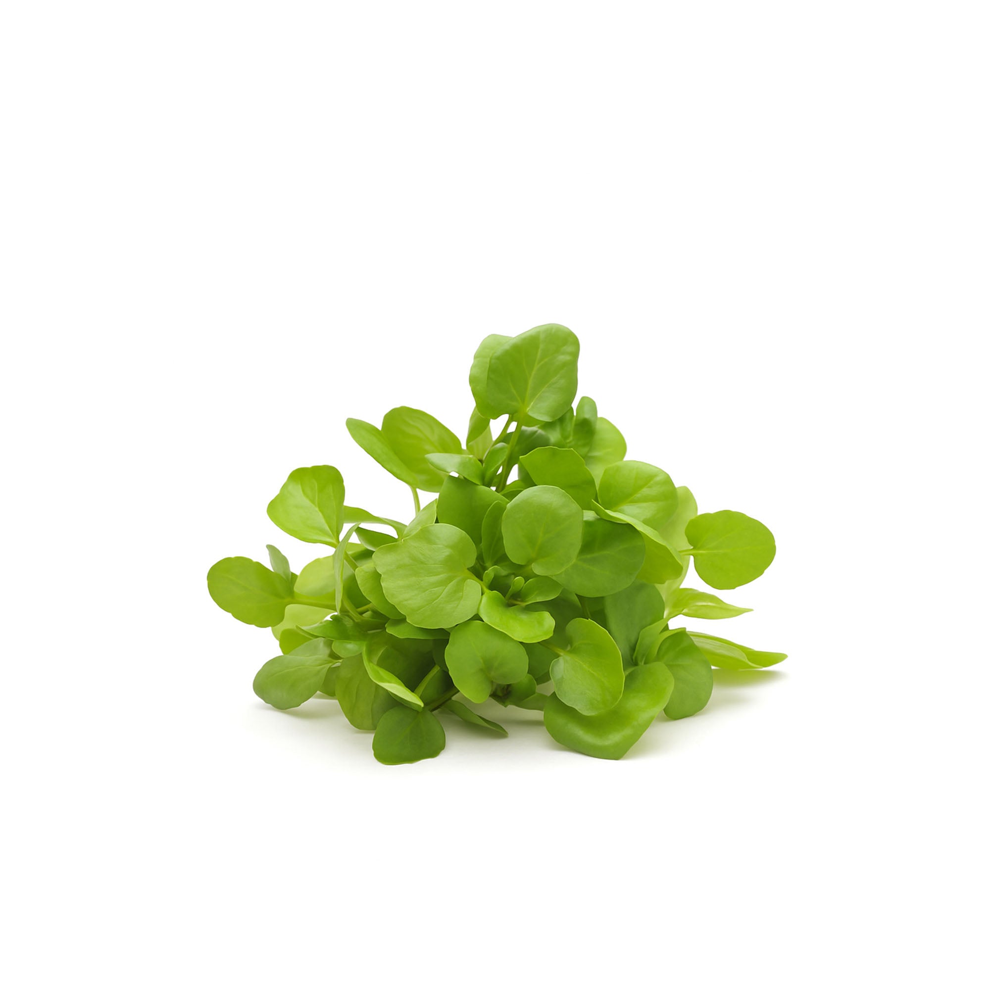Fresh Wild Watercress