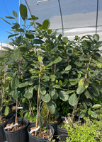 Jackfruit Tree Bundle: 'Golden Nugget' & 'Orange Crush'
