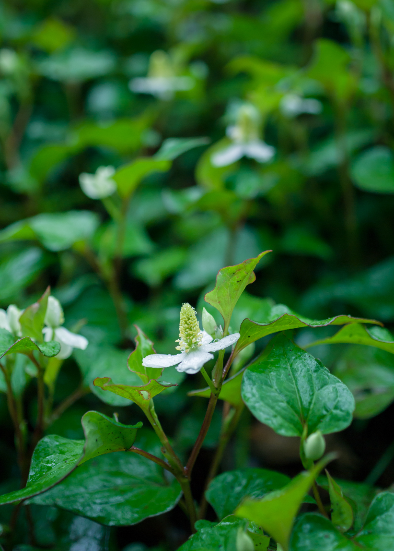 Giâp Cá, Fish Mint (Houttuynia cordata)