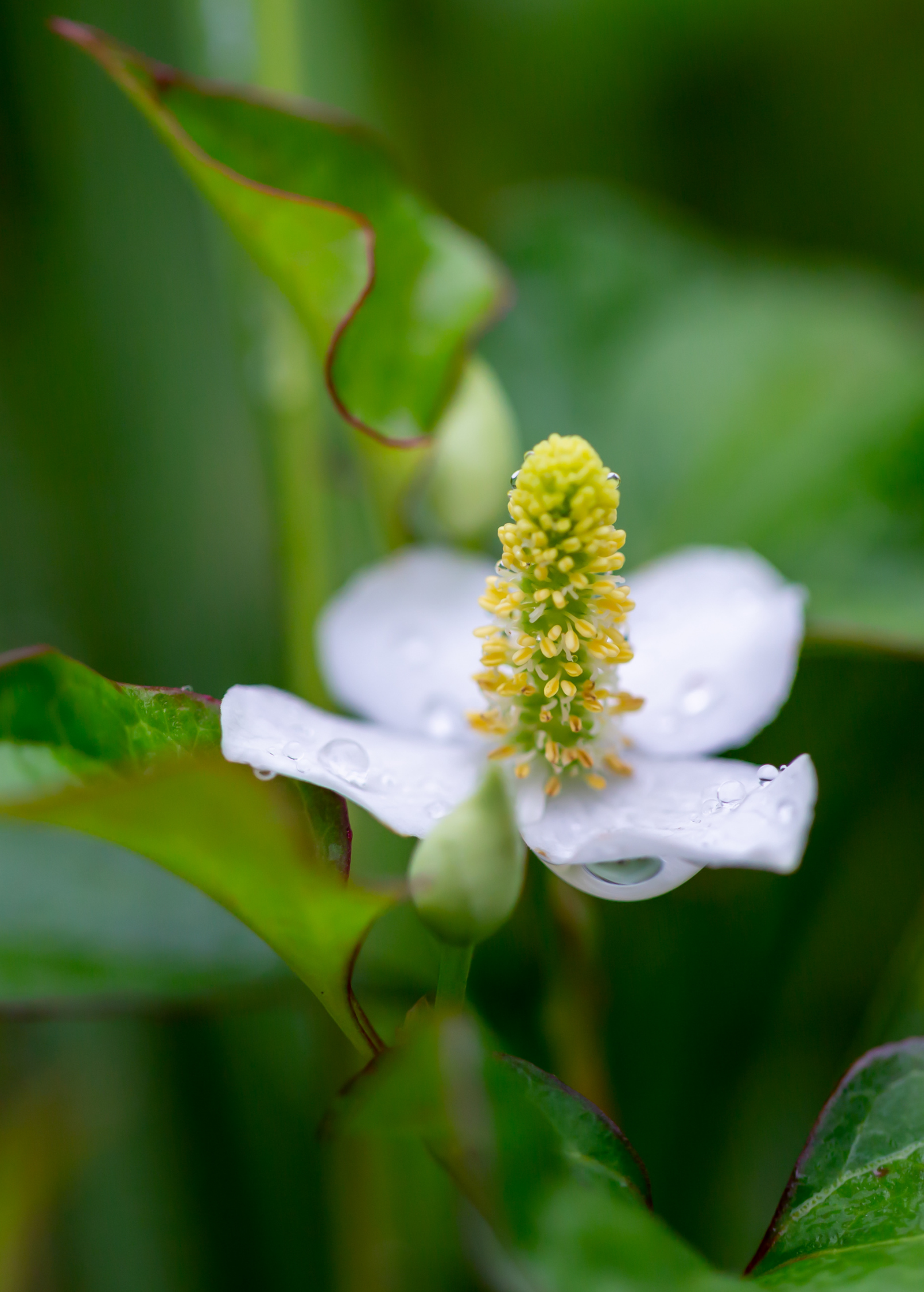 Giâp Cá, Fish Mint (Houttuynia cordata)