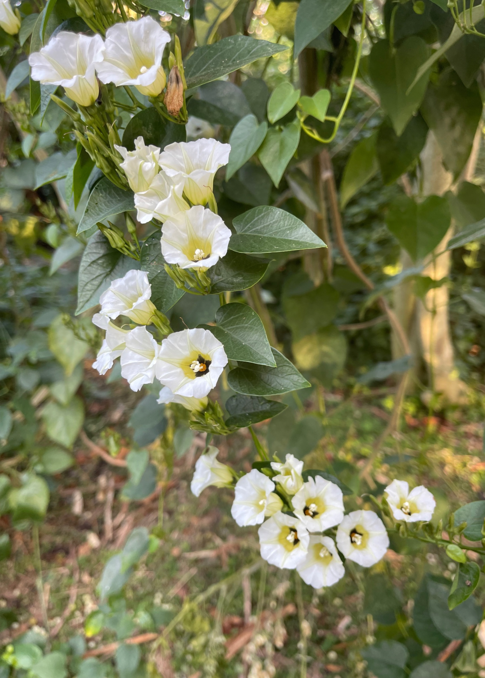Shaman's Morning Glory, Ololiuqui (Ipomoea corymbosa)