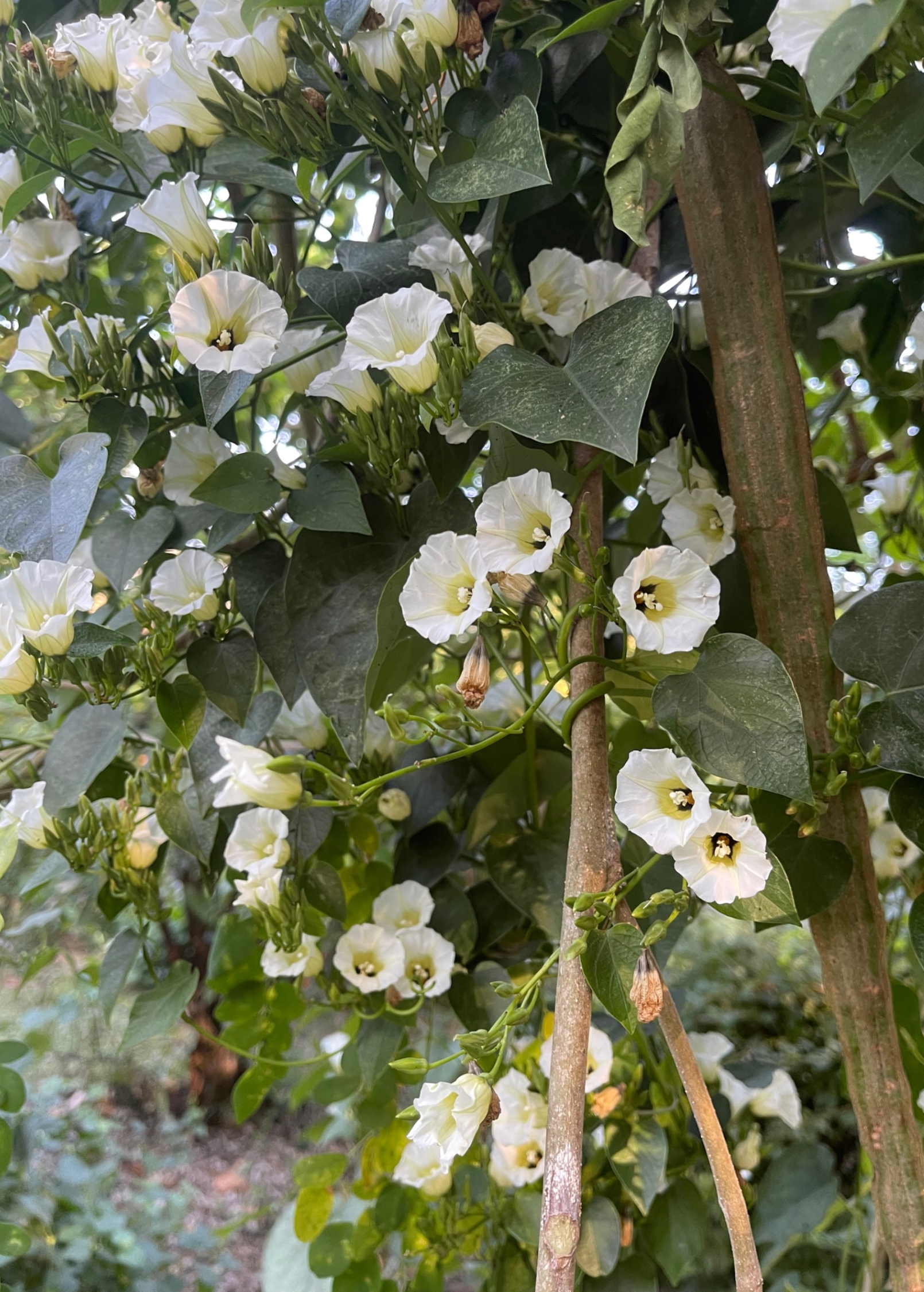 Shaman's Morning Glory, Ololiuqui (Ipomoea corymbosa)