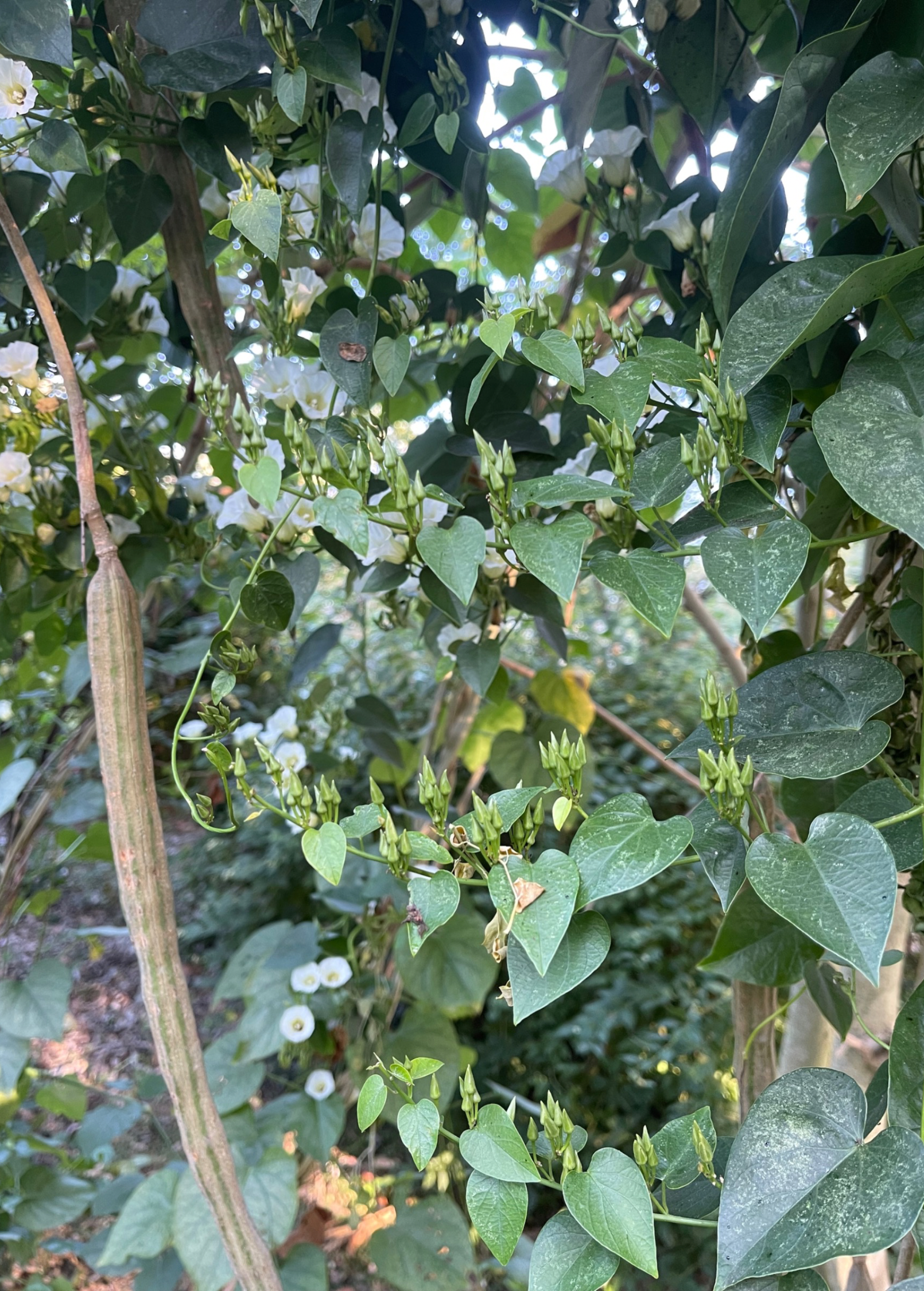 Shaman's Morning Glory, Ololiuqui (Ipomoea corymbosa)