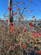 Christmasberry (Lycium carolinianum)