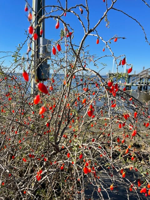 Christmasberry (Lycium carolinianum)
