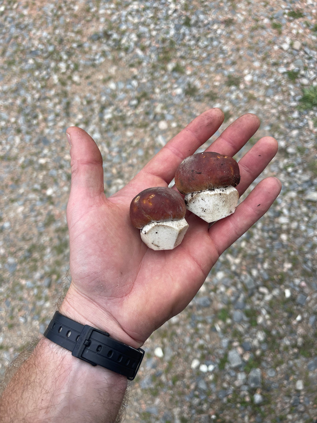 Fresh Wild Ruby Porcini Mushrooms