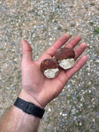 Fresh Wild Ruby Porcini Mushrooms