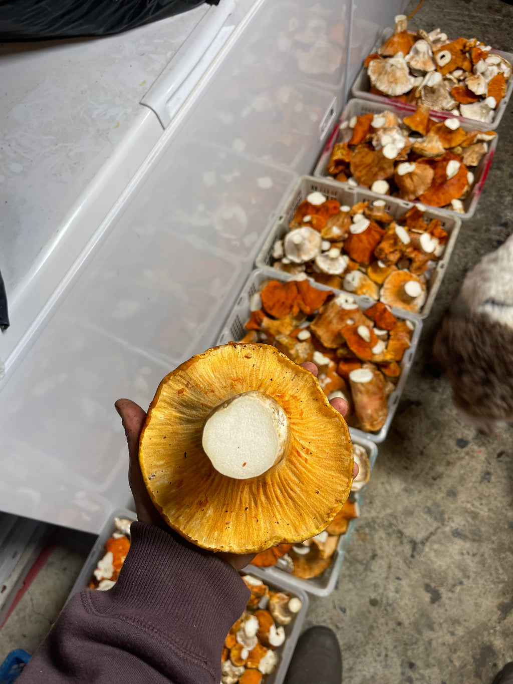 Fresh Wild Lobster Mushrooms