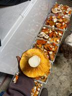 Fresh Wild Lobster Mushrooms