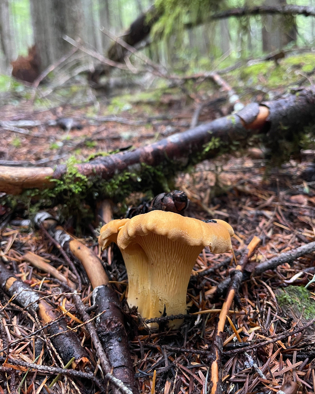 PNW Yellow Chanterelles