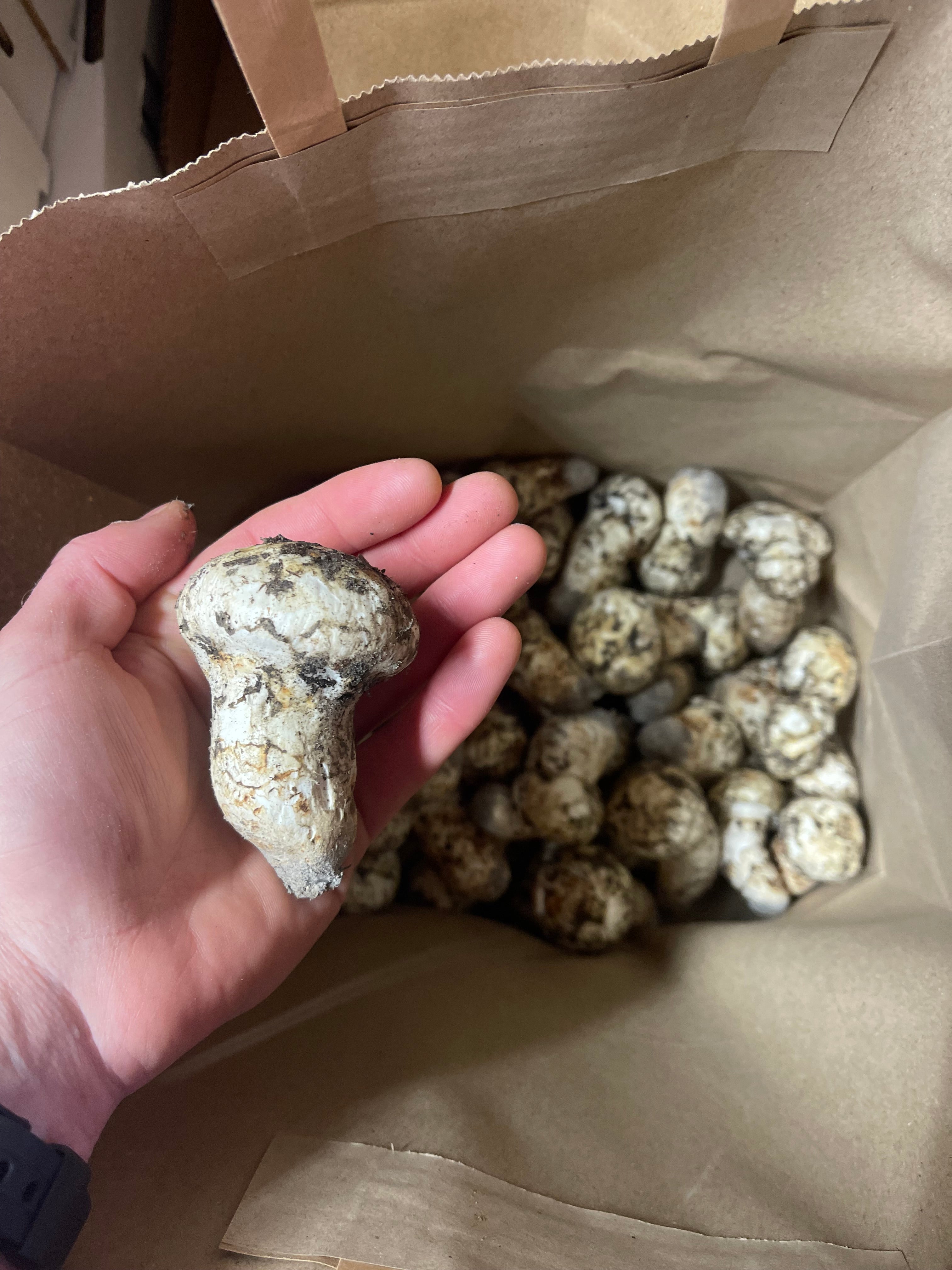 Dried Wild Matsutake Mushrooms