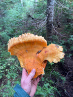 Fresh Wild Chicken of the Woods