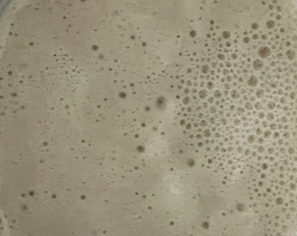 120 Year old Active Sourdough Bread Starter