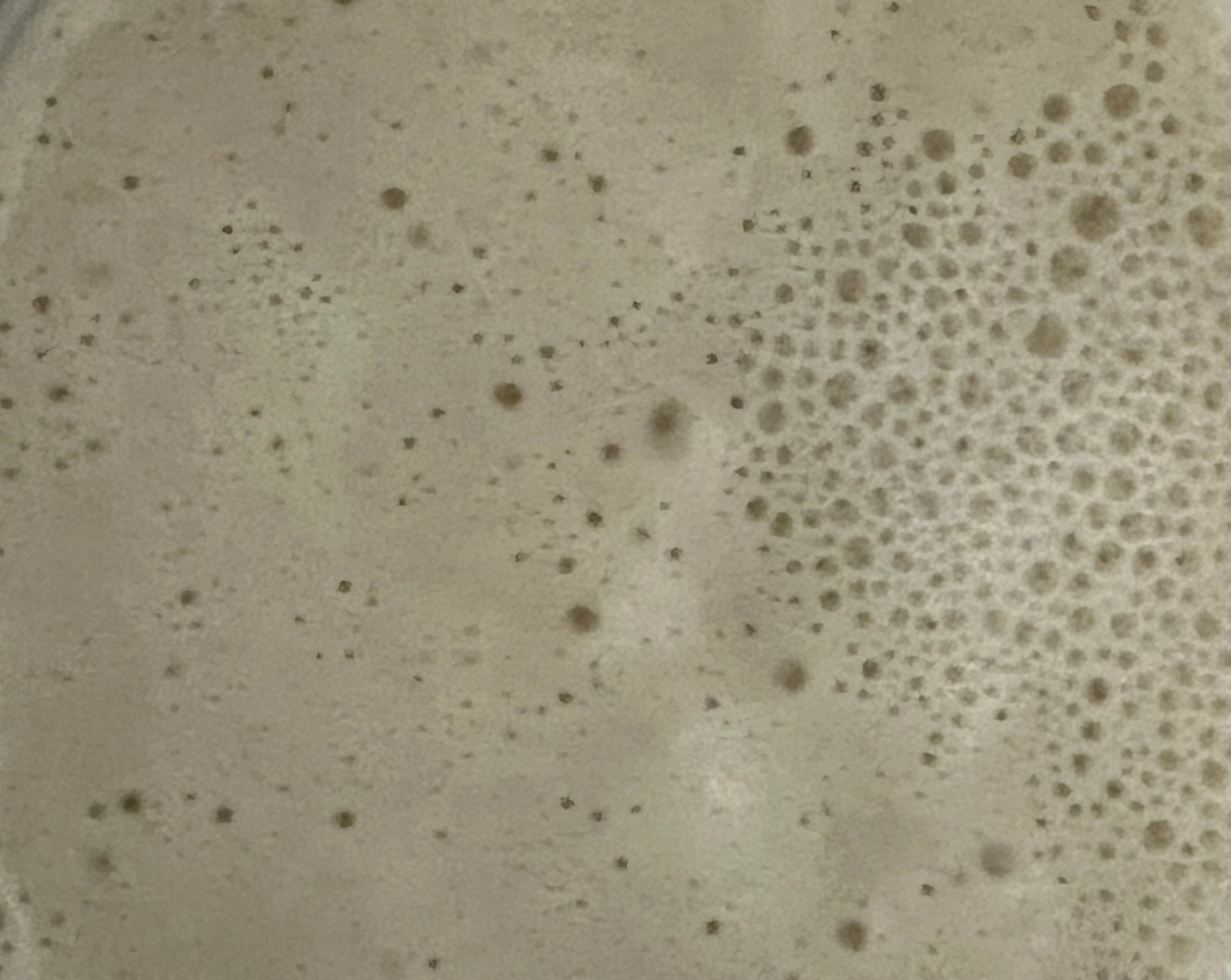 120 Year old Active Sourdough Bread Starter