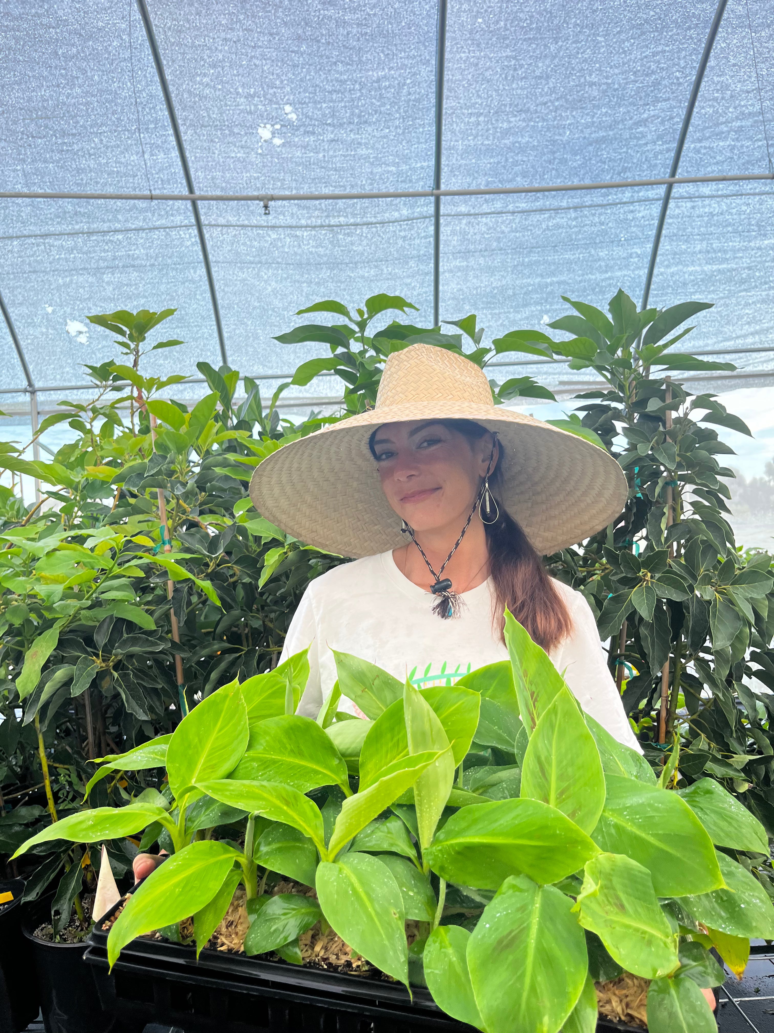 Banana 'Gran Nain' (Musa acuminata)