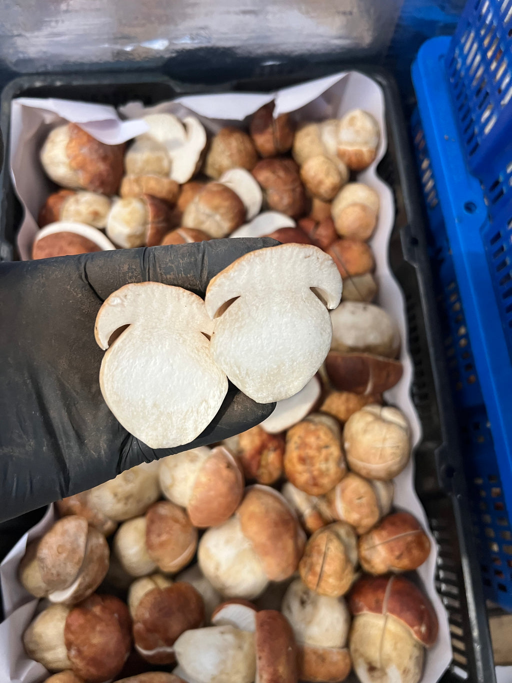Fresh Wild Spring Porcini Mushrooms