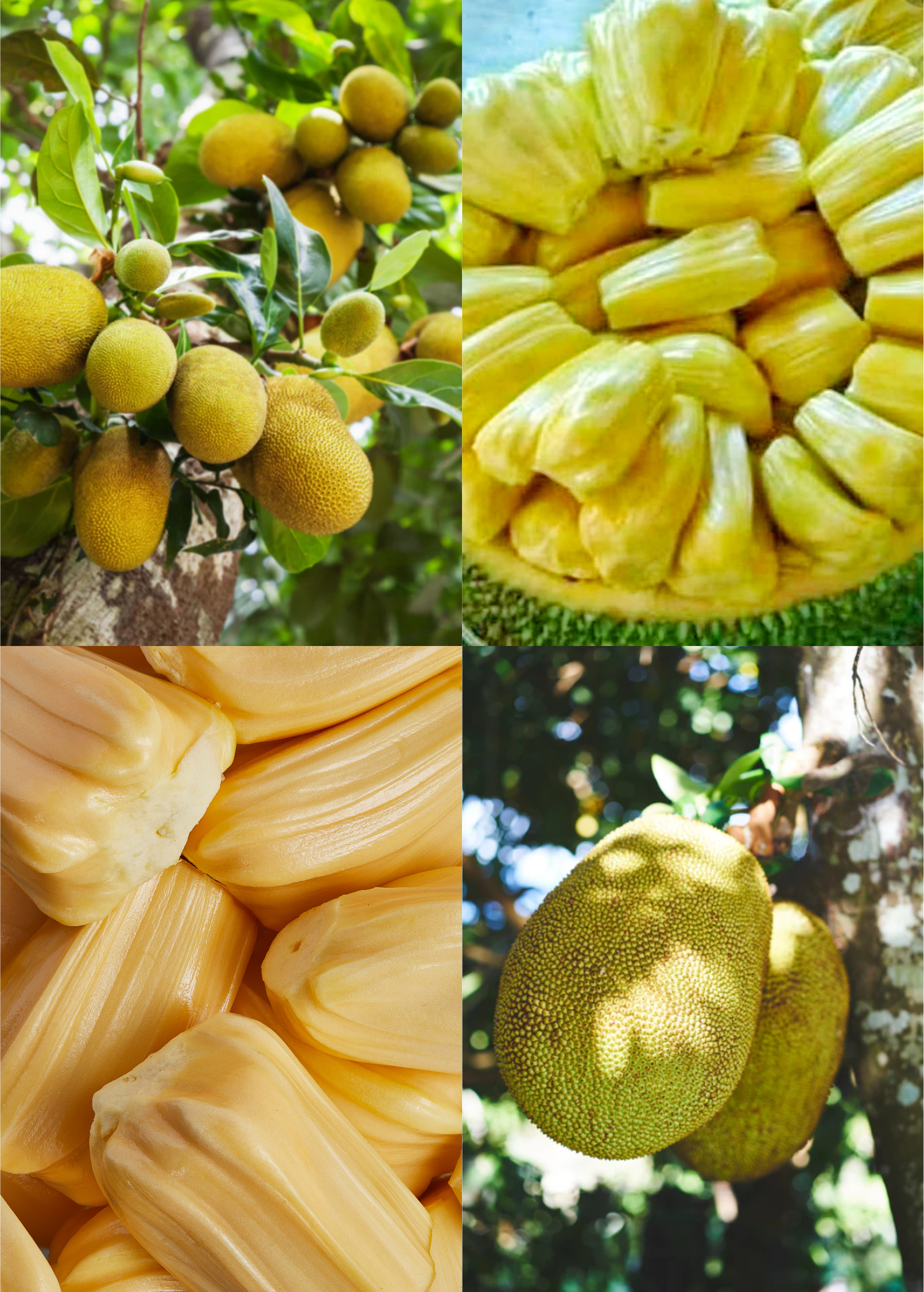 Jackfruit Tree Bundle: 'Golden Nugget' & 'Orange Crush'