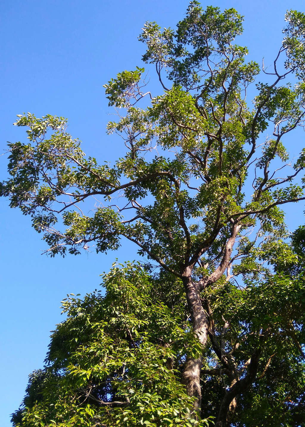 Jamun (Syzygium cumini)