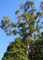 Jamun (Syzygium cumini)