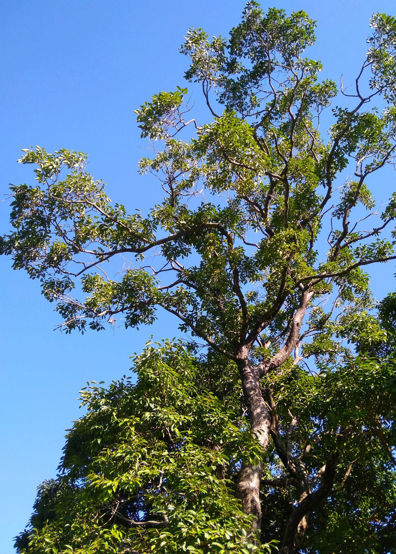 Jamun (Syzygium cumini)