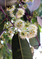 Jamun (Syzygium cumini)