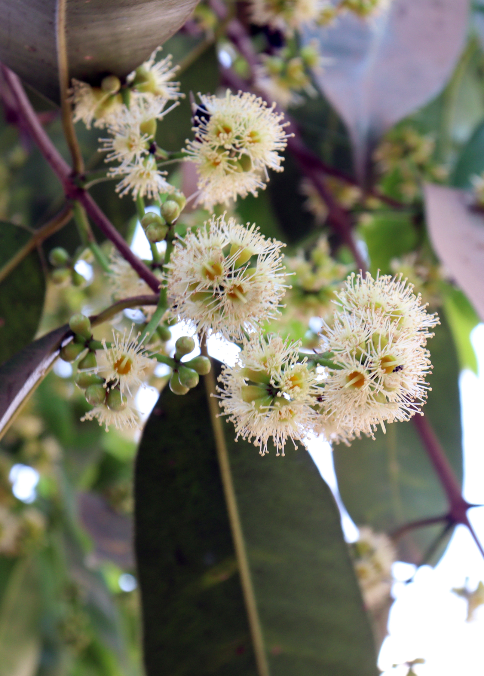 Jamun (Syzygium cumini)