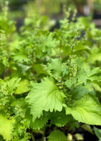 Korean Perilla (Perilla frutescens)