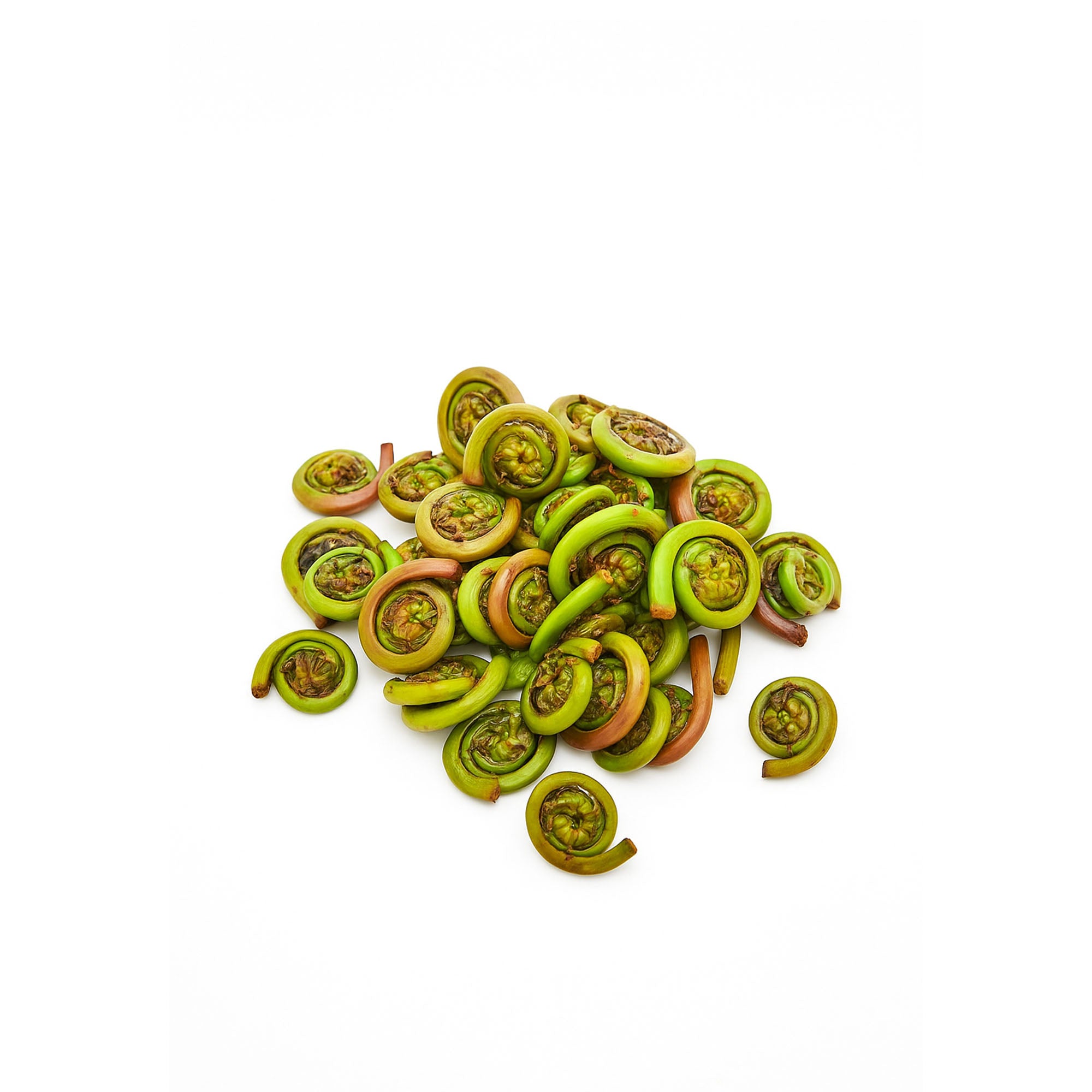 Lady Fiddlehead Ferns