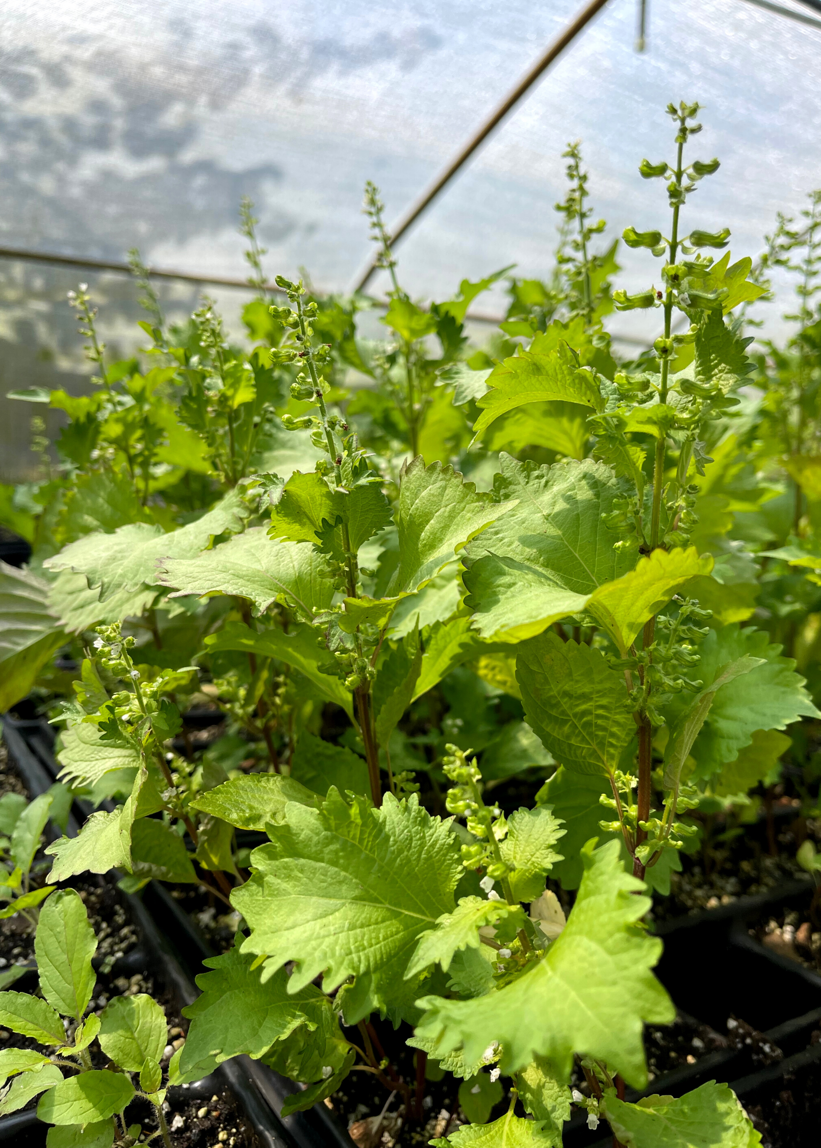 Korean Perilla (Perilla frutescens)