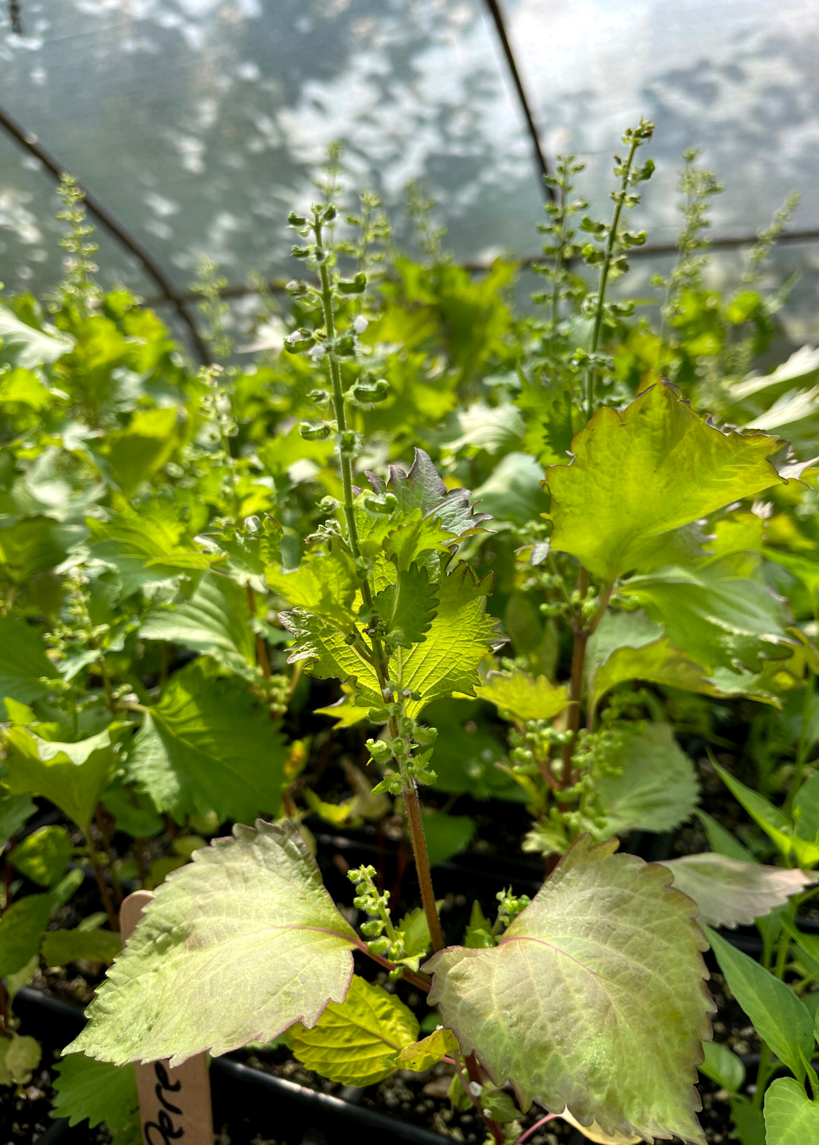 Korean Perilla (Perilla frutescens)