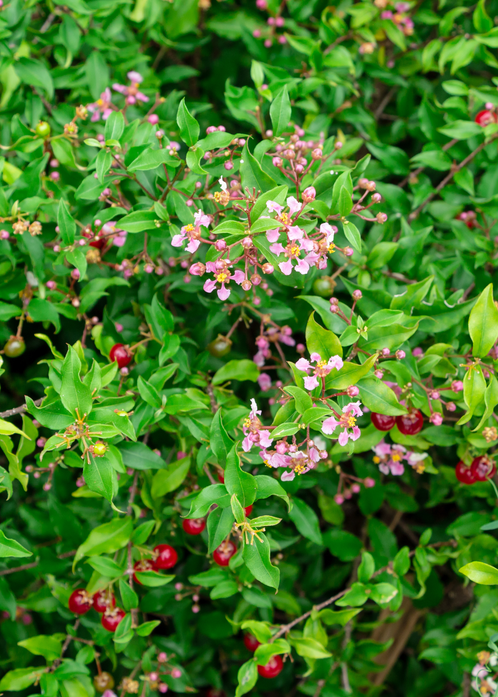 Dwarf Barbados Cherry (Malpighia glabra ‘Nana’)