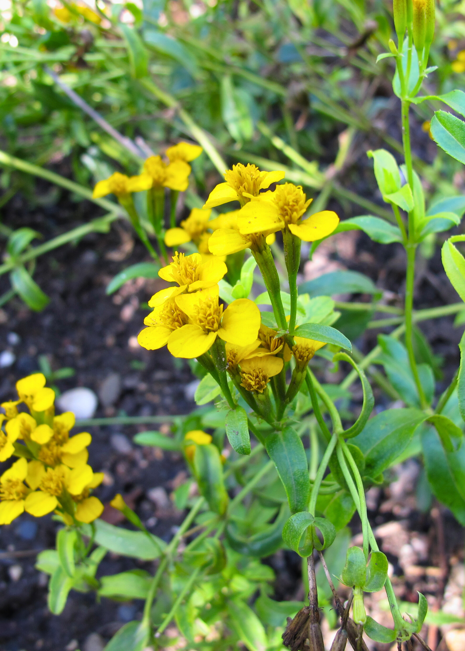 Mexican Tarragon (Tagetes lucida)