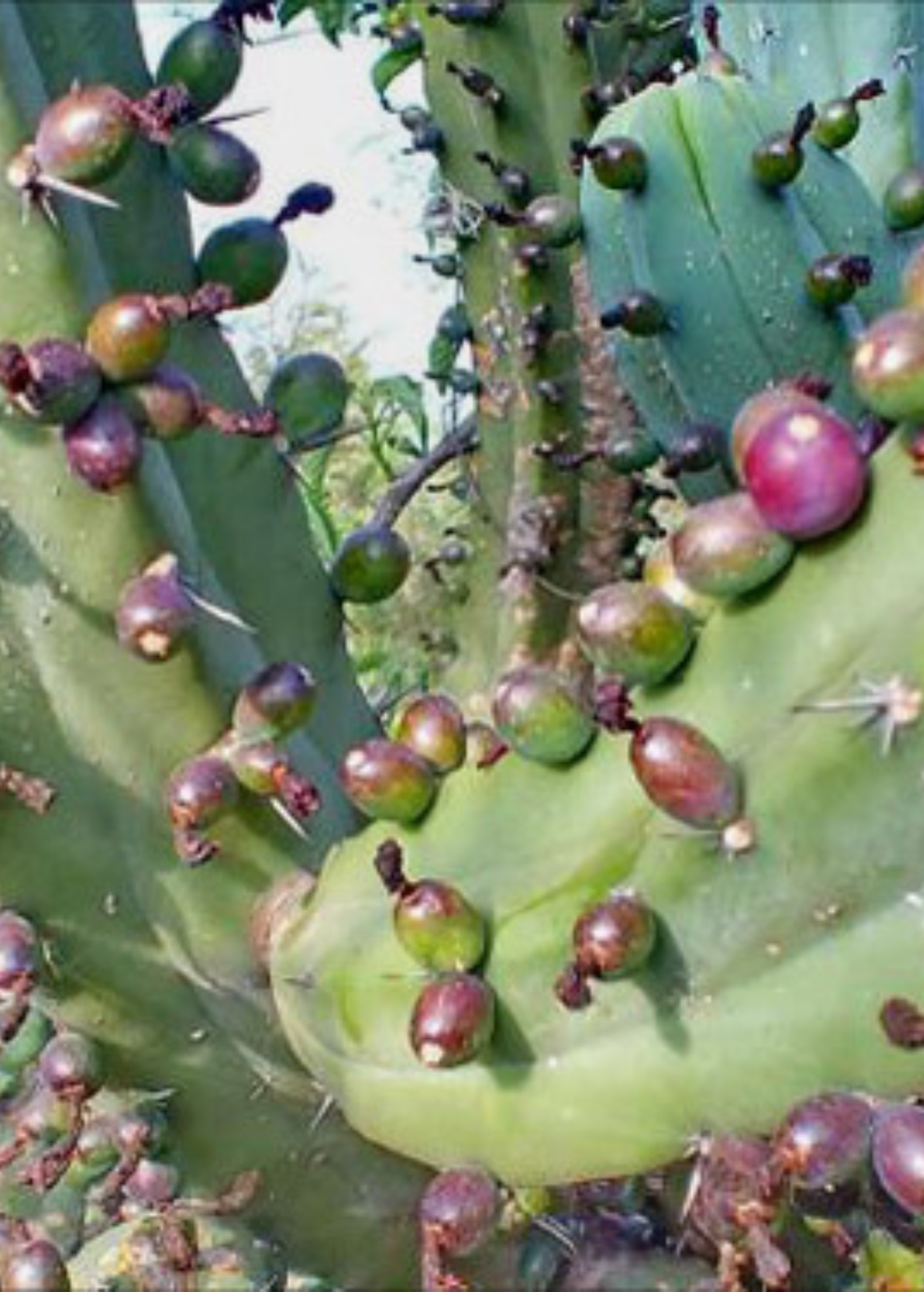 Blueberry Cactus (Myrtillocactus geometrizans)