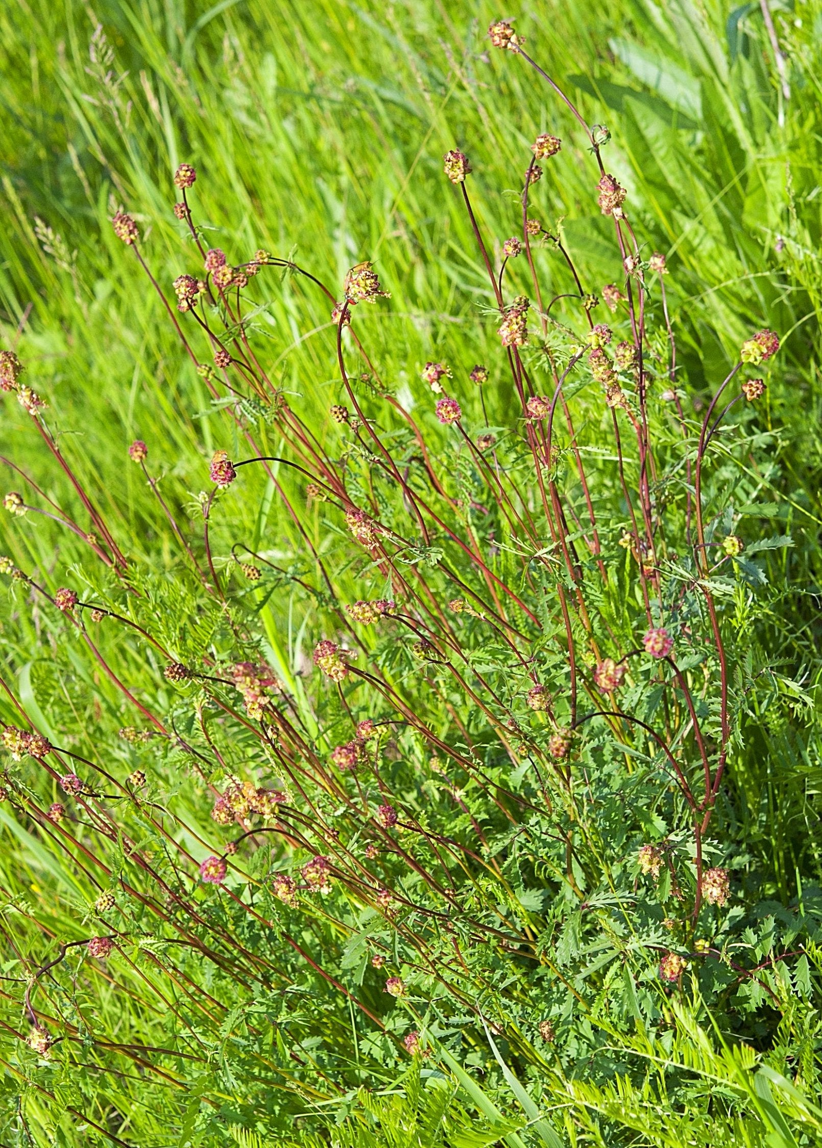 Salad Burnet (Sanguisorba minor)