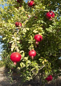 Pomegranate 'Afganski' (Punica granatum)