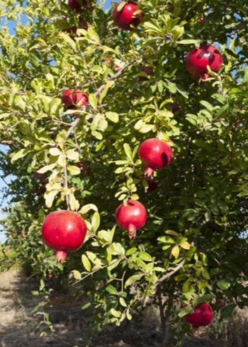 Pomegranate 'Afganski' (Punica granatum)