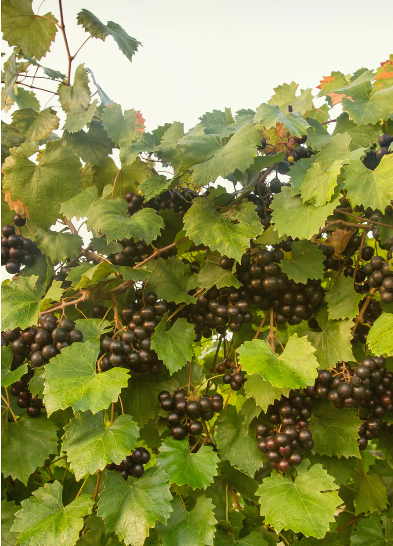Southern Muscadine Grape Bundle: Carlos + Alachua +Southern Home'