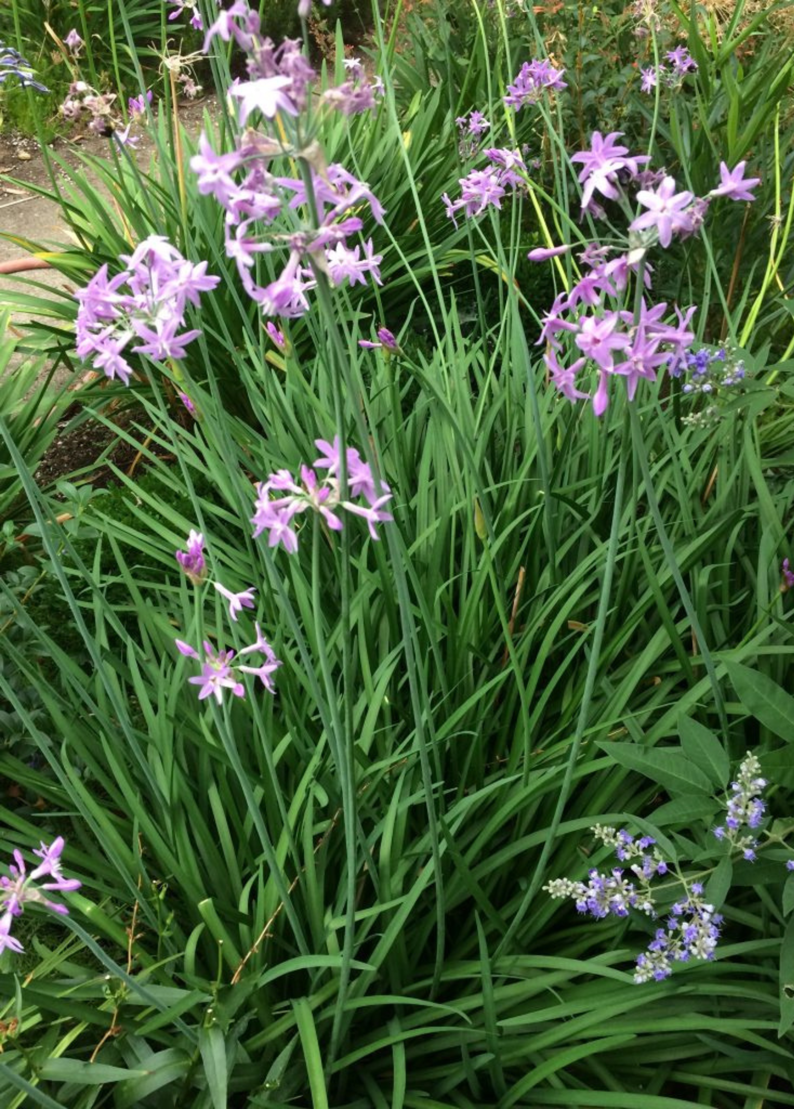 Society Garlic (Tulbaghia violacea)