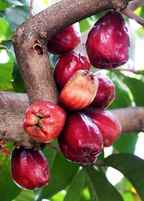 Malay Apple (Syzygium malaccense)
