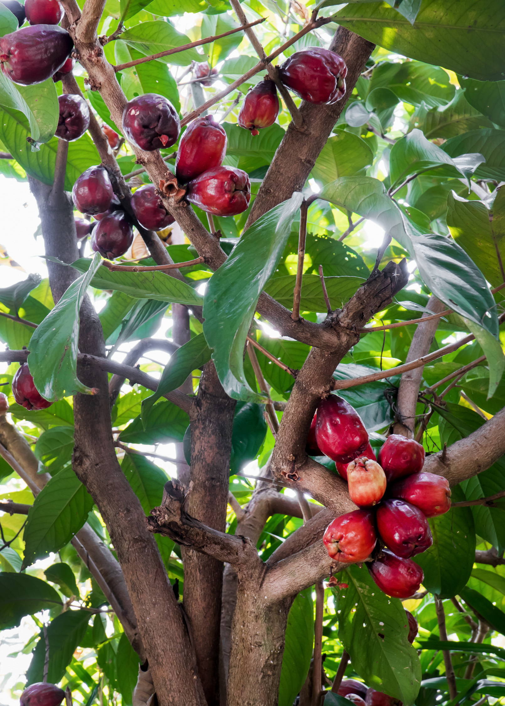 Malay Apple (Syzygium malaccense)
