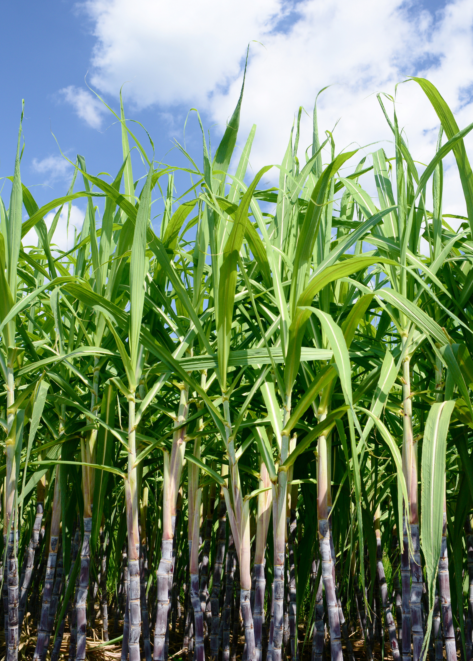 Sugar Cane 'Don Cinco'