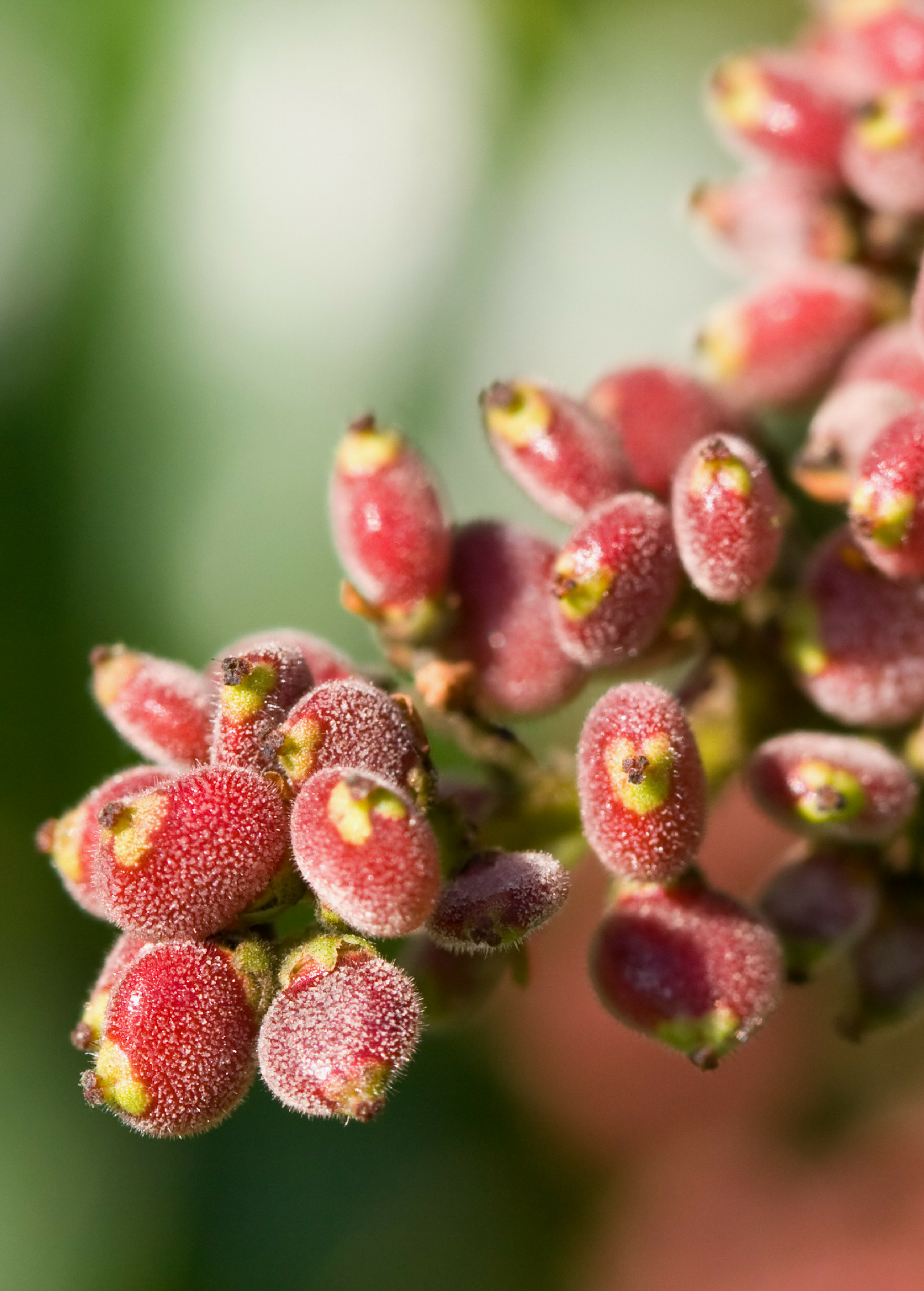 Sumac, Florida Native (Rhus copallinum)