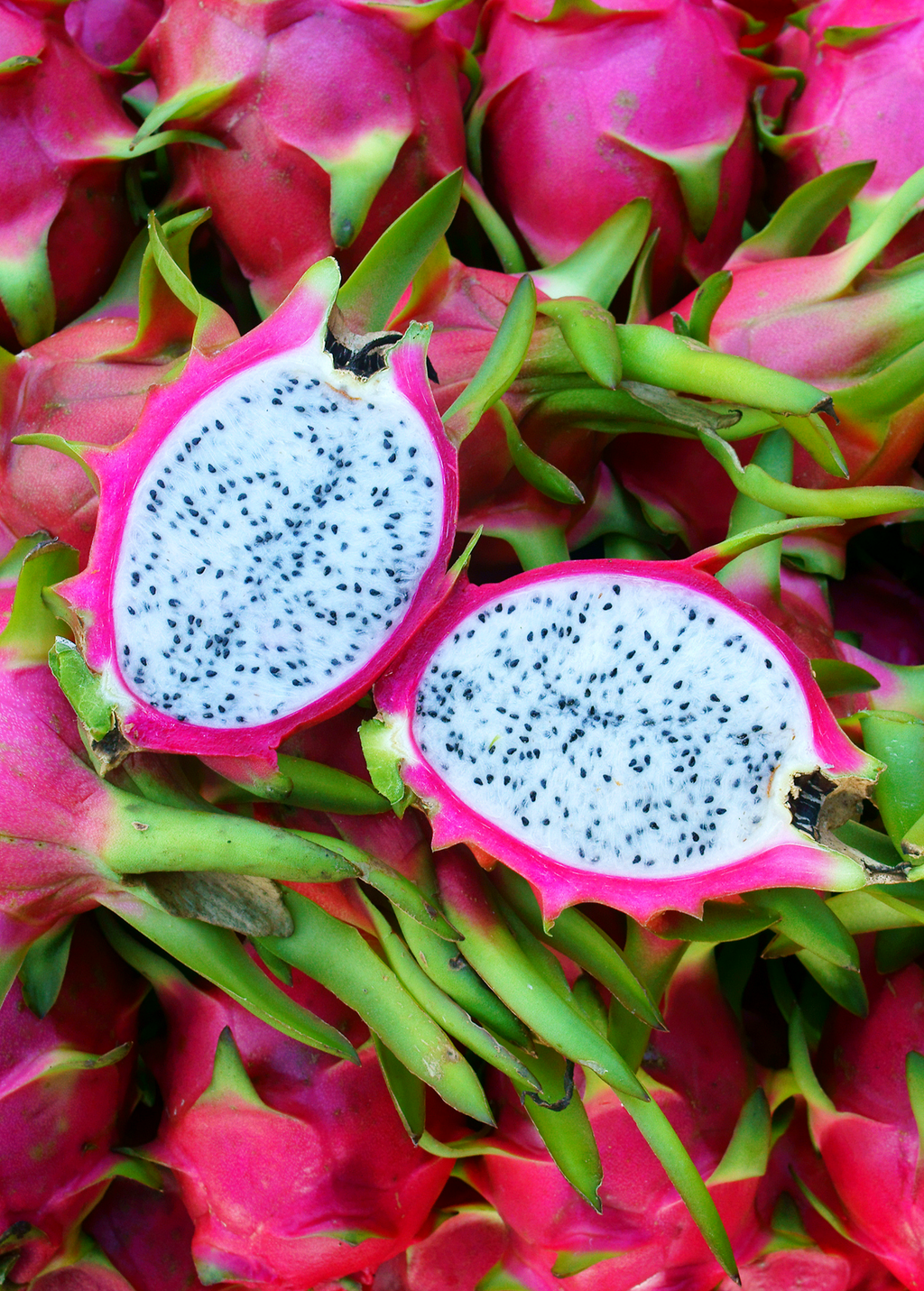 Dragon Fruit, White 'Vietnamese Jaina' (Hylocereus undatus)