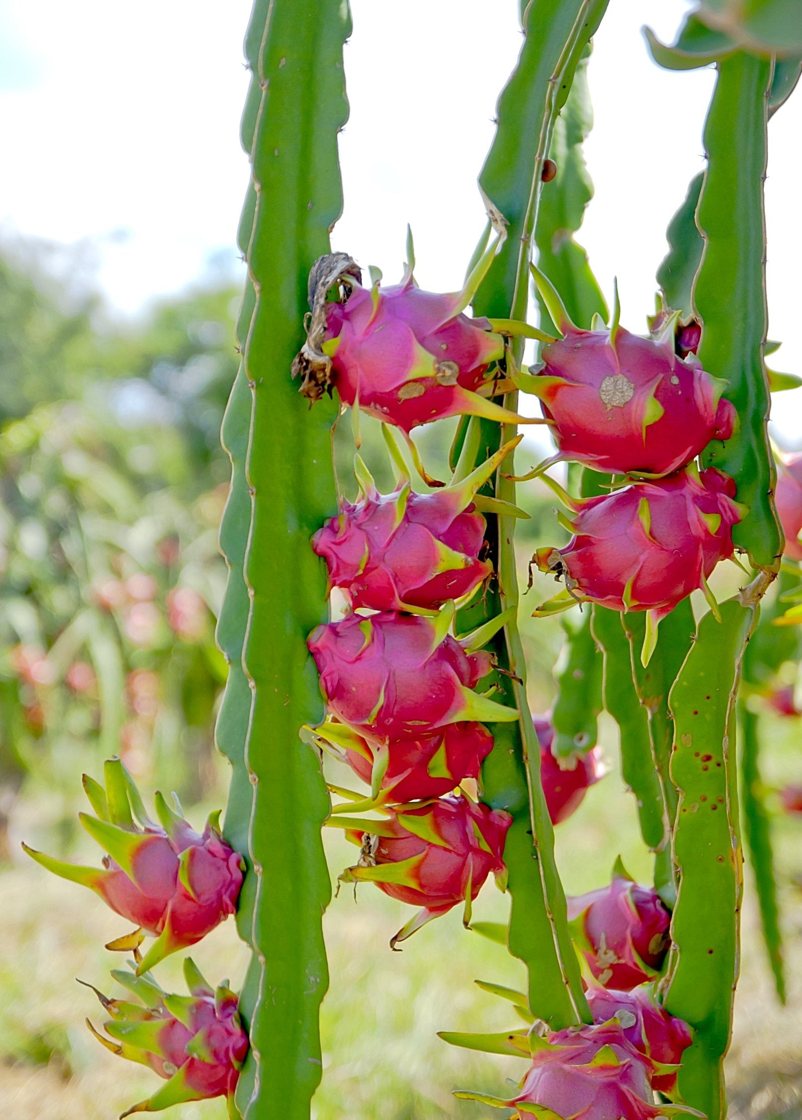 Dragon Fruit, White 'Vietnamese Jaina' (Hylocereus undatus)