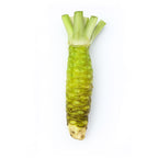 Fresh Wasabi Root