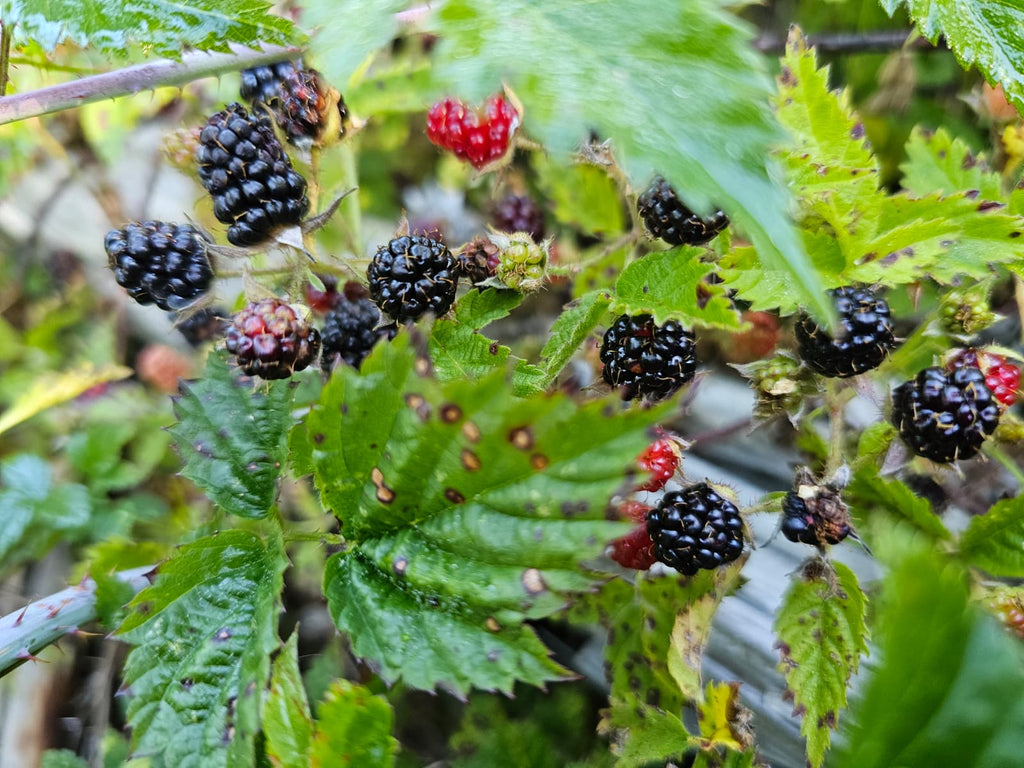Fresh Frozen Trailing Blackberries/Pacific Dewberries