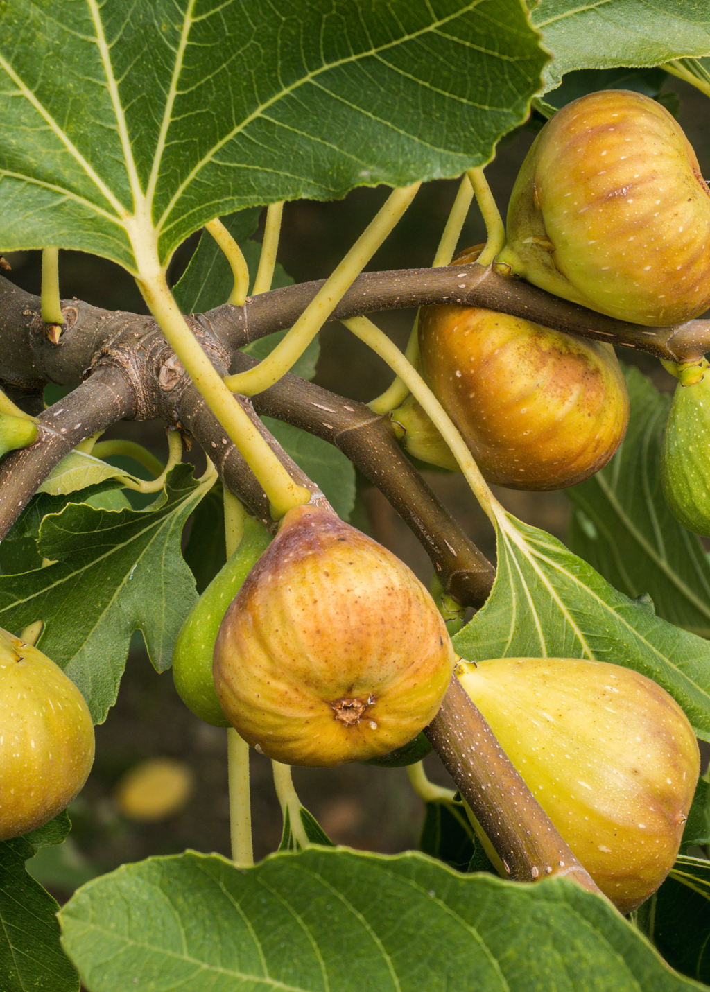 Fig 'Yellow Long Neck' (Ficus carica)