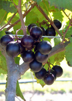 Southern Muscadine Grape Bundle: Carlos + Alachua +Southern Home'