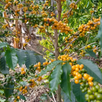 Yellow Bourbon - Honey