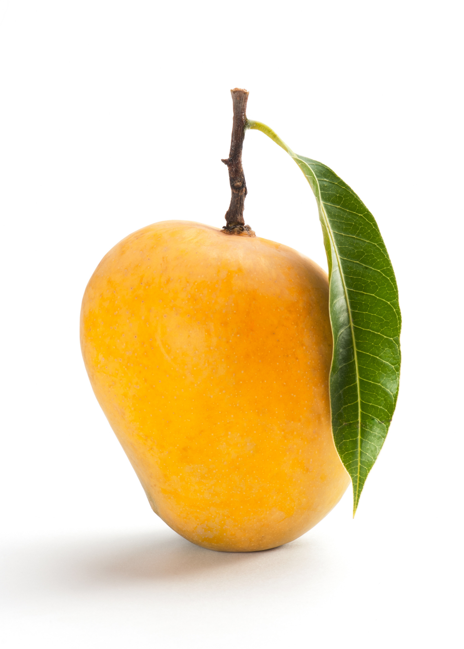 Mango 'Alphonso' (Mangifera indica)